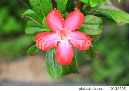 desert rose or adenium red flower and drip water desert rose or adenium red flower and drip water 40138505