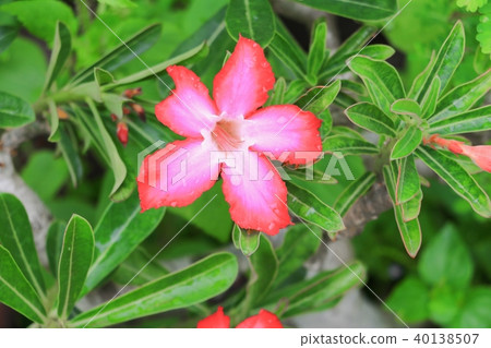 desert rose or adenium red flower and drip water desert rose or adenium red flower and drip water 40138507