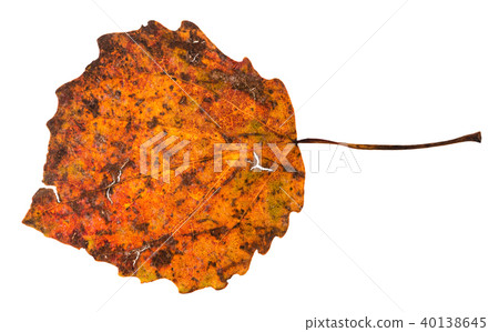 broken autumn fallen leaf of aspen tree broken autumn fallen leaf of aspen tree 40138645