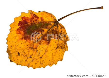 autumn yellow fallen leaf of aspen tree isolated autumn yellow fallen leaf of aspen tree isolated 40138646