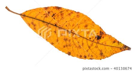 back side of dried yellow leaf of ash tree 40138674