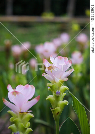 Siam Tulip Curcuma Alismatifolia Flower Siam Tulip Curcuma Alismatifolia Flower 40138901