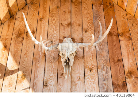 front view of skull of moose on country house 40139004