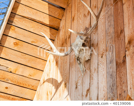 side view of skull of moose on country house 40139006