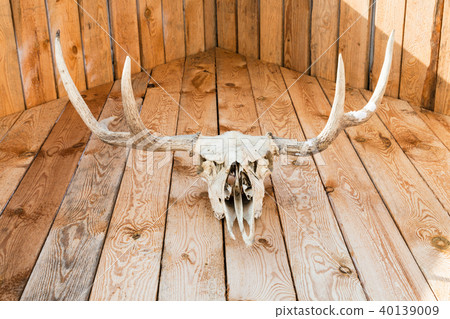 natural skull of moose on wooden roof on cottage 40139009