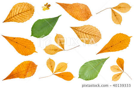 set of various leaves of horse chestnut trees 40139333