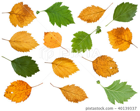 set of various leaves of hawthorn trees isolated 40139337