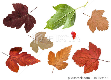 set of various leaves of viburnum trees isolated 40139338