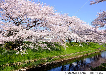 Sakurai Ogawa Sakurai Ogawa 40139367