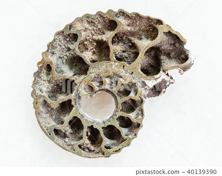 polished Ammonite fossil on white marble 40139390