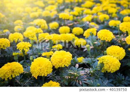 Marigold Marigold 40139750