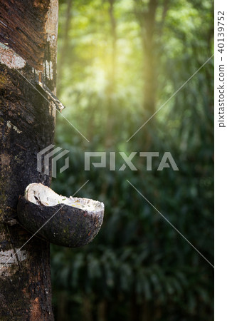Rubber tree Rubber tree 40139752
