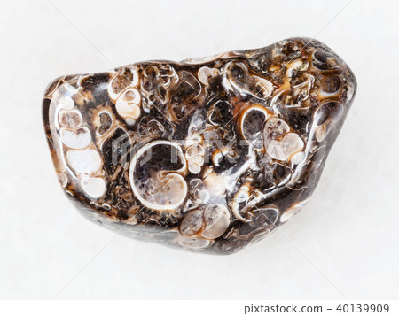 polshed Turritella Agate gem stone on white polshed Turritella Agate gem stone on white 40139909