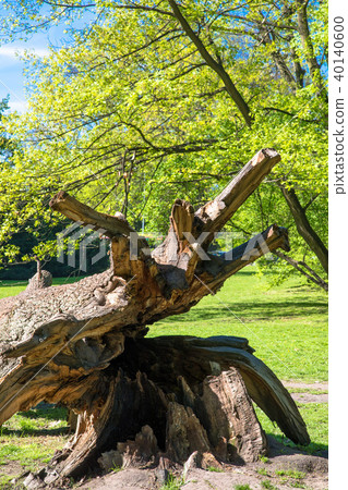 Fallen mighty oak in eastern Poland 40140600