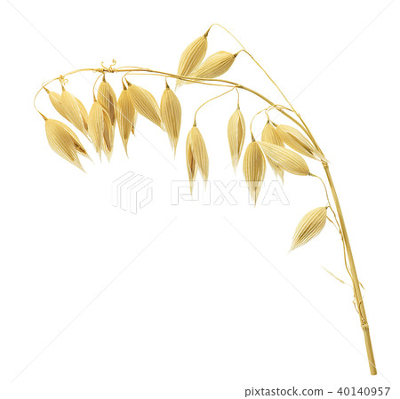 Single oat ear isolated on white background Single oat ear isolated on white background 40140957