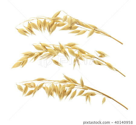 Triple oat ears set isolated on white background Triple oat ears set isolated on white background 40140958