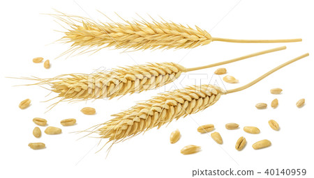 Wheat ears and grains isolated on white background Wheat ears and grains isolated on white background 40140959
