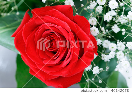 紅玫瑰花 紅玫瑰花 40142078