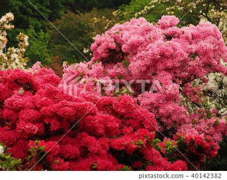 Squat Squat 40142382