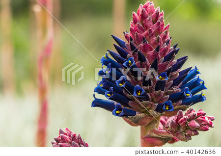 沙漠之花 40142636