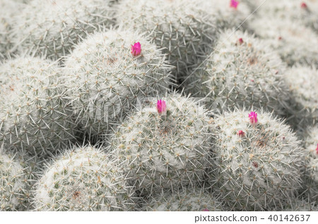 白色仙人掌花1 40142637