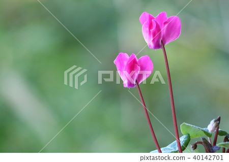 簡單的仙客來 40142701