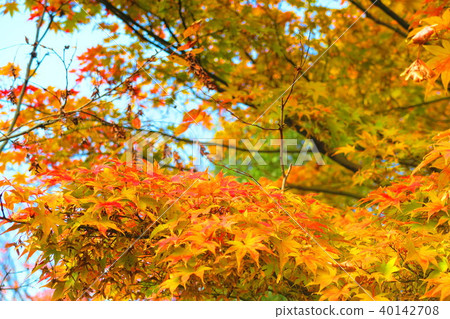 秋葉和藍天風景 秋葉和藍天風景 40142708
