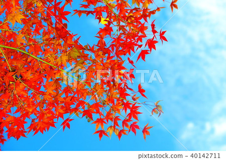 秋葉和藍天風景 秋葉和藍天風景 40142711