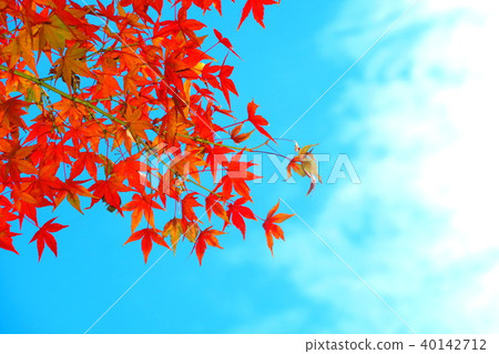 秋葉和藍天風景 秋葉和藍天風景 40142712