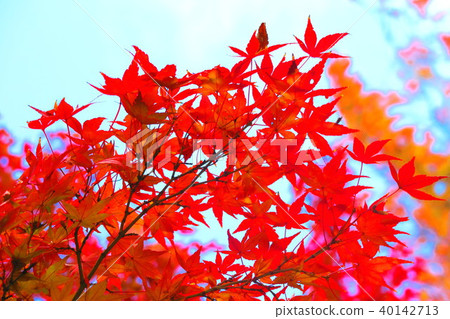 秋葉和藍天風景 秋葉和藍天風景 40142713