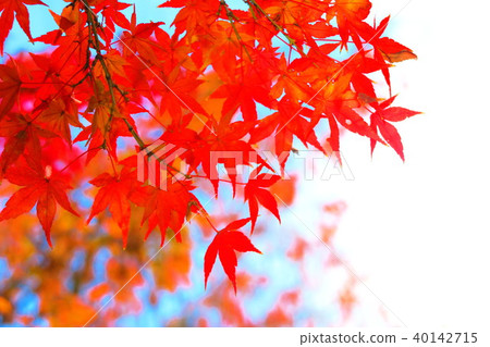 秋葉和藍天風景 秋葉和藍天風景 40142715