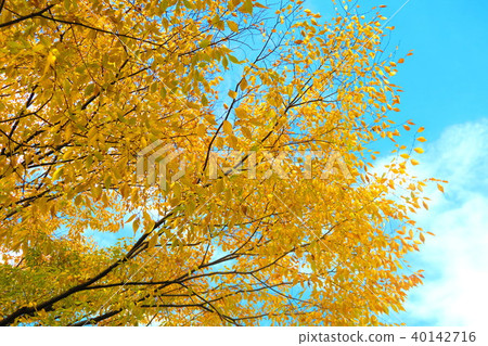 Landscape of autumn leaves and blue sky 40142716