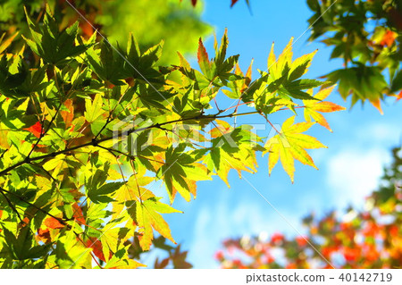 秋葉和藍天風景 秋葉和藍天風景 40142719
