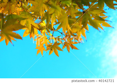 秋葉和藍天風景 秋葉和藍天風景 40142721