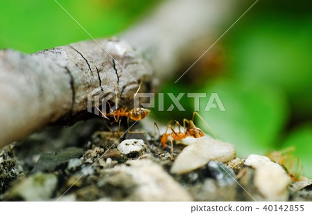 Ant Ant 40142855