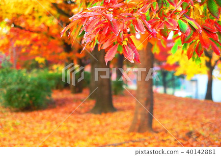 秋葉風景 秋葉風景 40142881