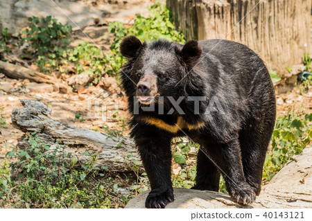 Black bear in the forest asia thailand. Black bear in the forest asia thailand. 40143121