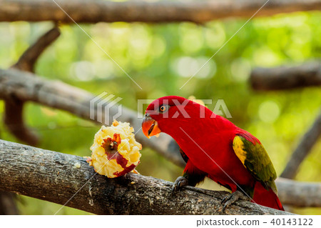 Chattering lory sitting on a tree branch 40143122