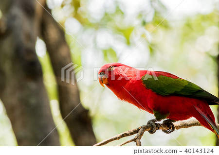 Chattering lory sitting on a tree branch Chattering lory sitting on a tree branch 40143124