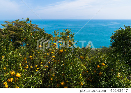 夏季橙色的田野和駿河灣 40143447