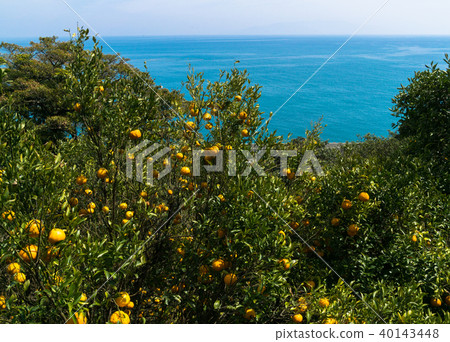 夏季橙色的田野和駿河灣 夏季橙色的田野和駿河灣 40143448
