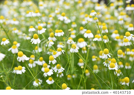 German Chamomile German Chamomile 40143710