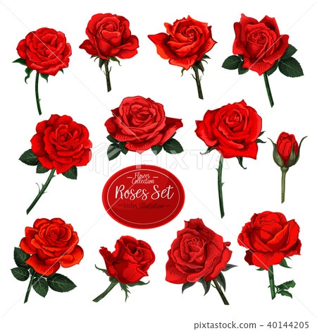 Set of red rose flower blooms with green leaves Set of red rose flower blooms with green leaves 40144205