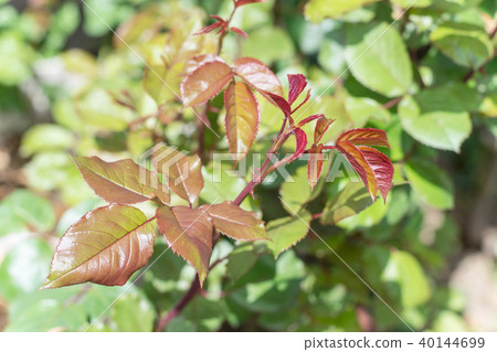 玫瑰豆芽 玫瑰豆芽 40144699
