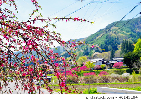 Hanamomo flowers 40145184