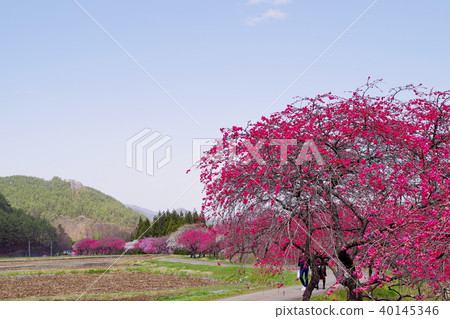 Hanamomo花 40145346