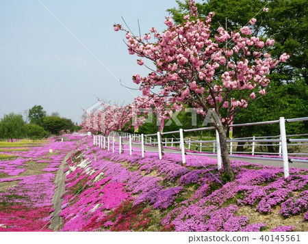 Yamadera Tatetani河的Shiba-zakura 40145561