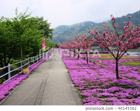 Yamadera Tatetani河的Shiba-zakura Yamadera Tatetani河的Shiba-zakura 40145562