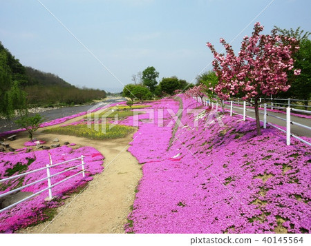 Yamadera Tatetani河的Shiba-zakura 40145564