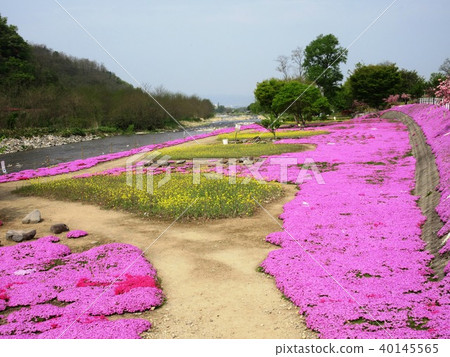 Yamadera Tatetani河的Shiba-zakura Yamadera Tatetani河的Shiba-zakura 40145565